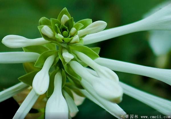 玉簪花圖片