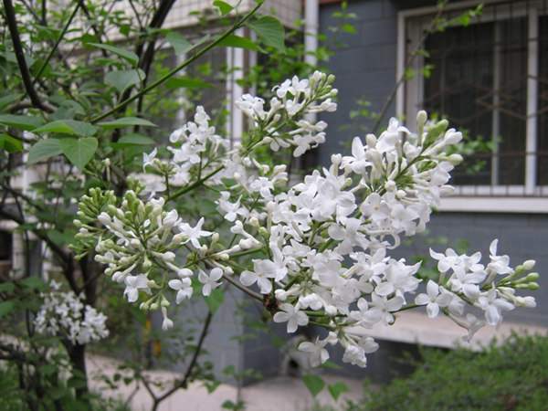 丁香花的種植方法以及養護技巧