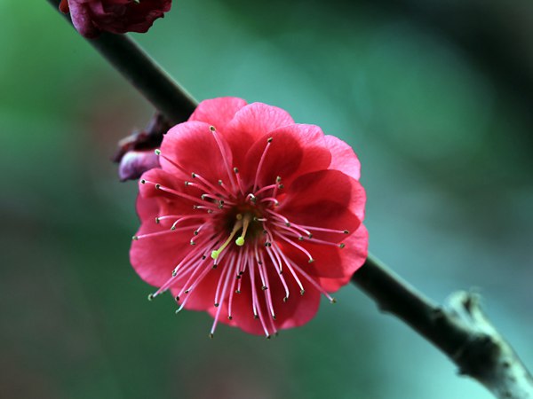 紅梅花一般什么時候開花？