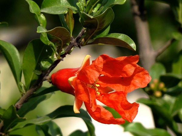 花石榴的花期、果期是什么時候