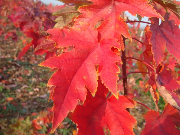 美國改良紅楓