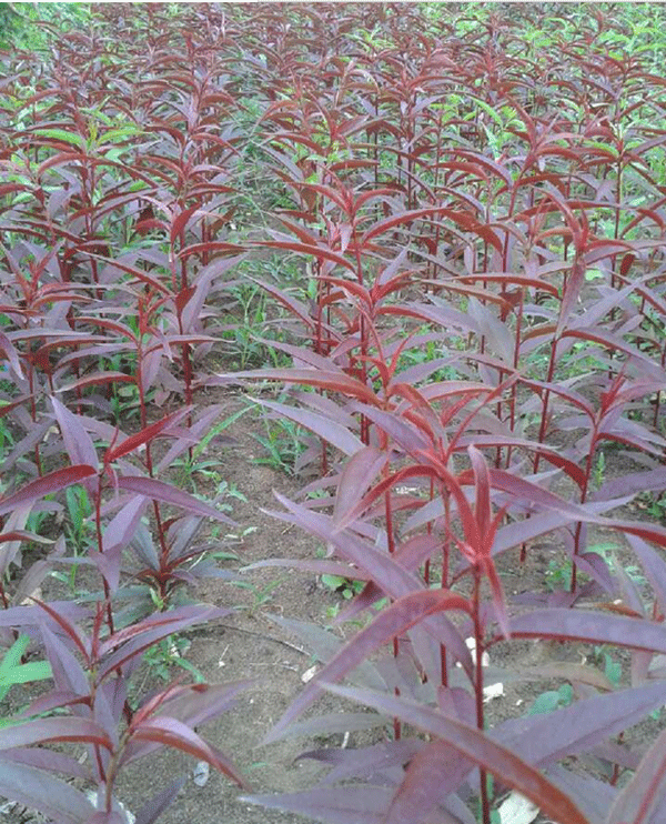 紫葉碧桃小苗--長景園林