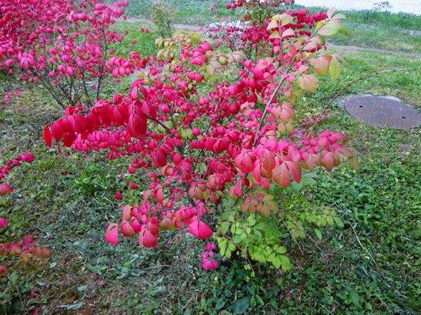 沭陽紅葉衛矛