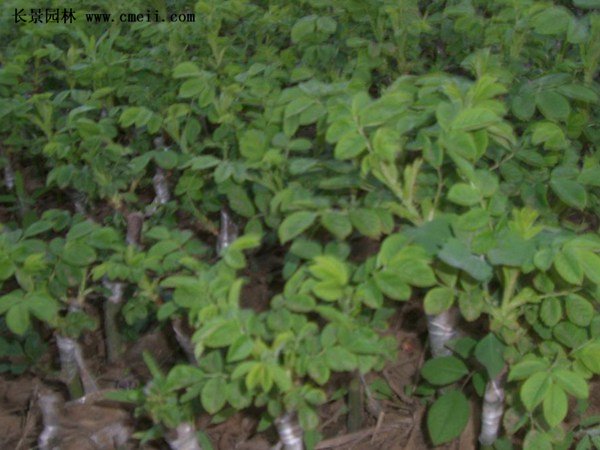 食用玫瑰基地