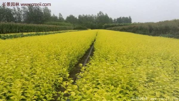 江蘇沭陽的金葉女貞基地