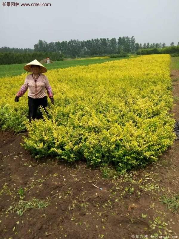 沭陽金葉女貞基地