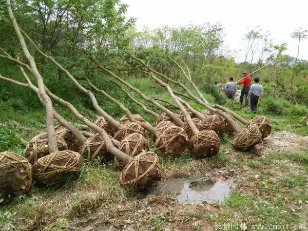 烏桕樹圖片烏桕樹基地實拍