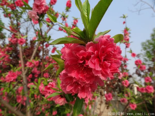 桃樹圖片桃樹基地實拍