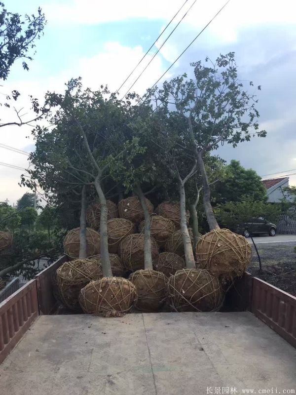 樸樹圖片樸樹基地實拍