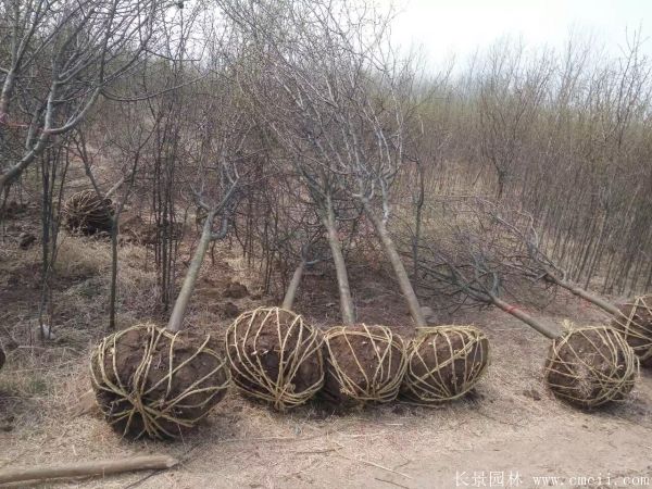 木瓜樹圖片木瓜樹基地實拍