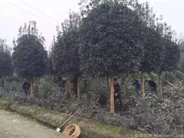 桂花樹圖片桂花樹基地實拍