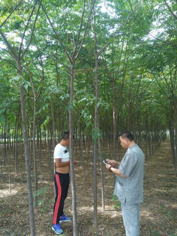 苦楝樹圖片苦楝樹基地實拍