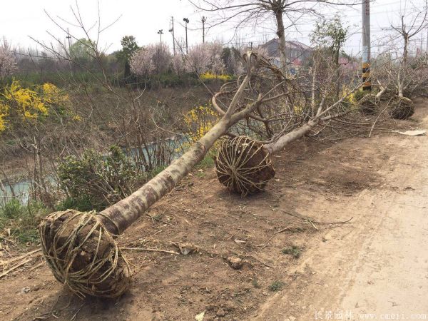 茍樹圖片茍樹基地實(shí)拍