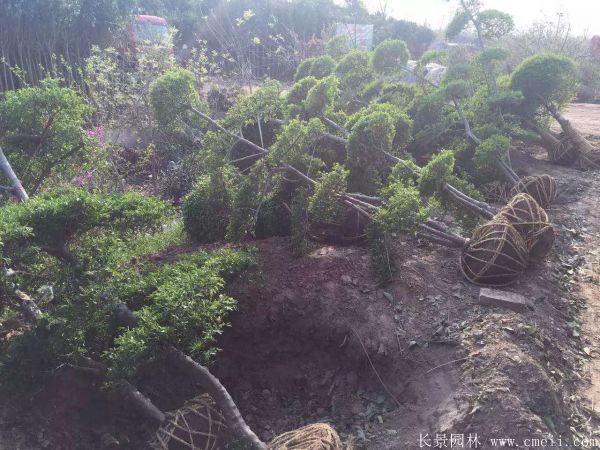 小葉女貞造型樹圖片基地實拍