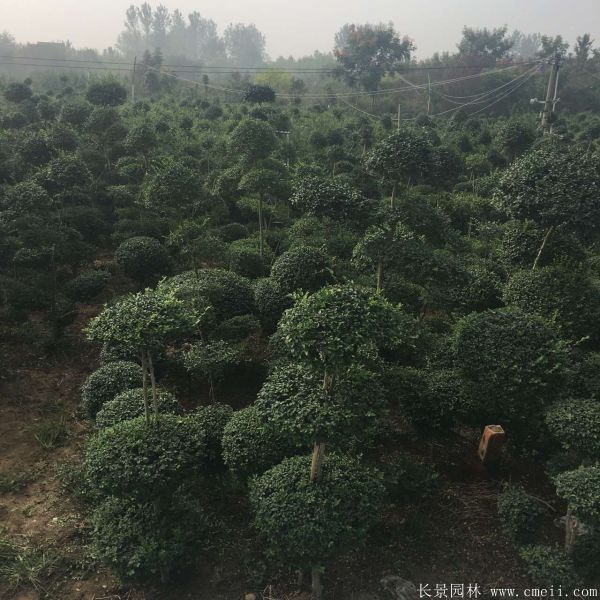 小葉女貞造型樹圖片基地實拍