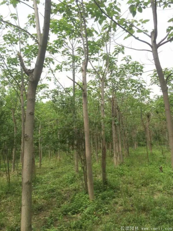 泡桐樹圖片泡桐樹基地實拍