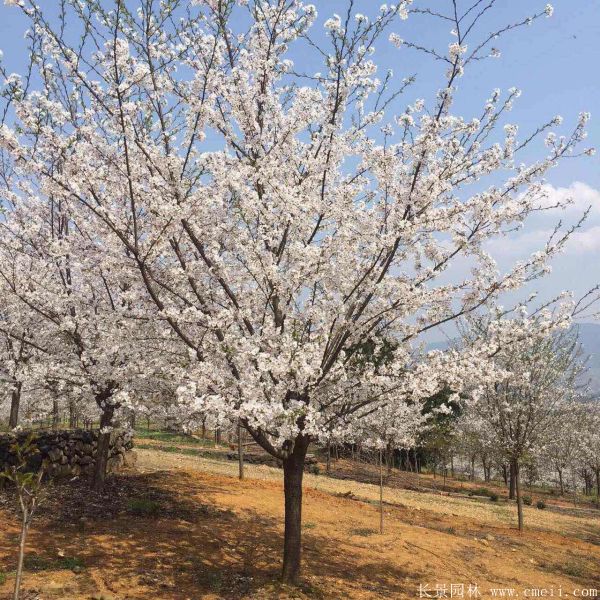 櫻花樹圖片基地實拍