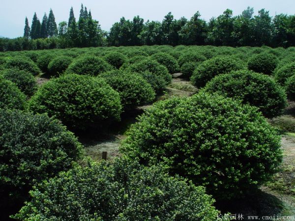 龜甲冬青圖片基地實拍