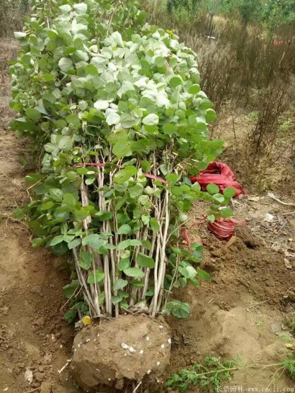 叢生紫荊樹圖片基地實拍