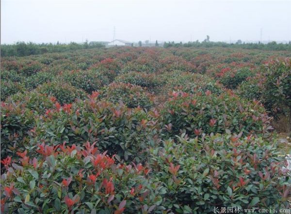 紅葉石楠圖片基地實拍