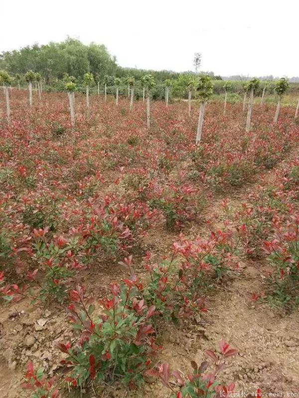 紅葉石楠圖片基地實拍