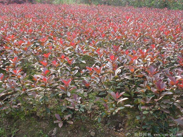 紅葉石楠圖片基地實拍