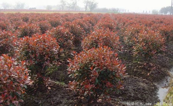 紅葉石楠圖片基地實拍