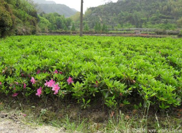 春鵑圖片基地實(shí)拍