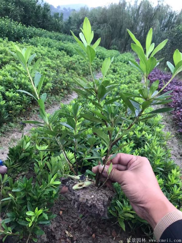 春鵑圖片基地實(shí)拍