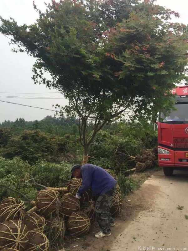 雞爪槭圖片基地實拍