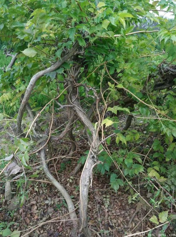 凌霄花苗圖片基地實拍