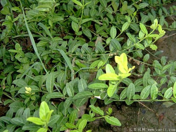 扶芳藤圖片基地實拍