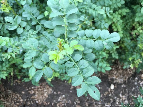 黃刺玫種子發芽出苗圖片