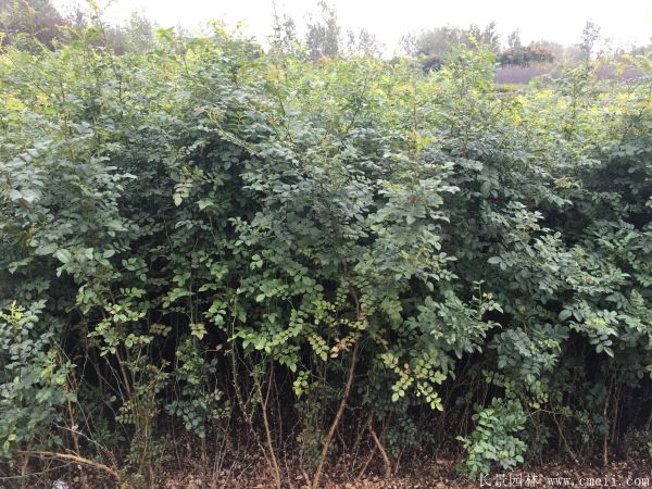 黃刺玫種子發芽出苗圖片