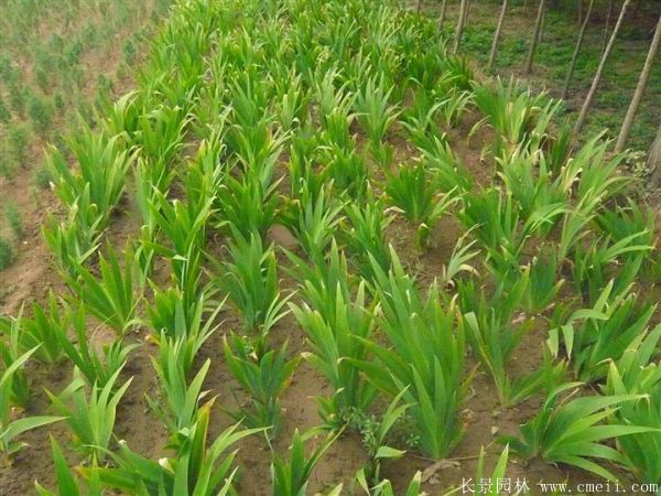 鳶尾花圖片基地實拍