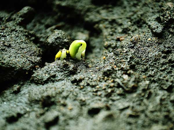 柿樹種子發芽出苗圖片