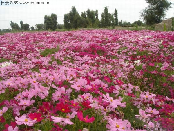 波斯菊種子發芽出苗開花圖片