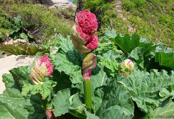 大黃種子發芽出苗圖片