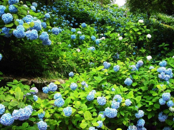 繡球花種子發芽出苗開花圖片