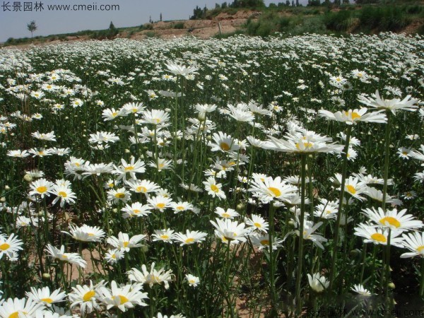 大濱菊種子發芽出苗開花圖片