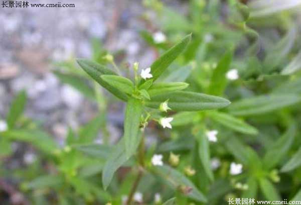 白花蛇草種子發芽出苗開花圖片