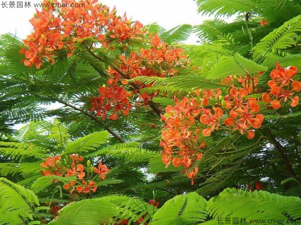 鳳凰木種子發芽出苗圖片