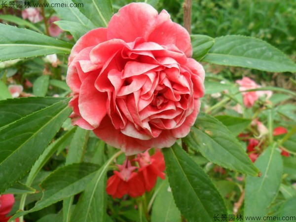 鳳仙花種子發(fā)芽出苗開(kāi)花圖片