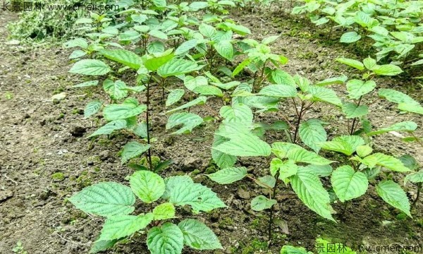 珙桐種子發芽出苗圖片