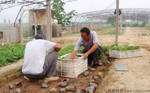 瓜蔞種子發(fā)芽出苗基地圖片