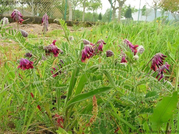 光葉紫花苕種子發芽出苗圖片