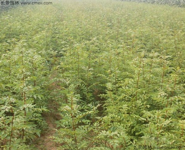 花椒種子發芽出苗圖片