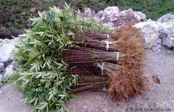 花椒種子發芽出苗圖片