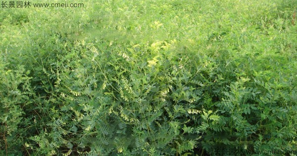 黃芪種子發芽出苗圖片