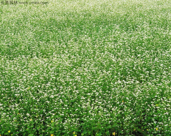 苦蕎麥種子發芽出苗圖片